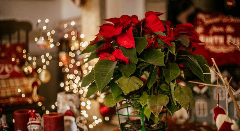 Jobb, ha nem veszünk mikulásvirágot – egy virágárus elmagyarázza, miért