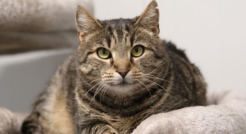 A sors mostoha, a szívük óriási – különleges cicák várják MancsAngyalukat