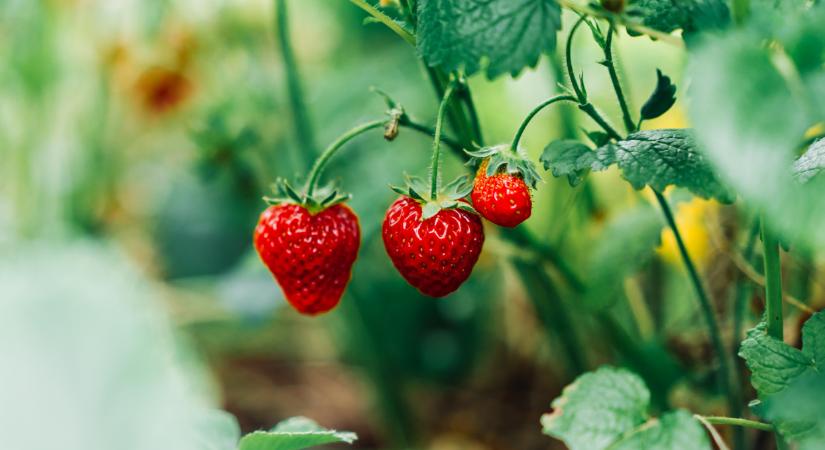 Elárasztotta az import szamóca ezeket a piacokat: durva, honnan érkezik