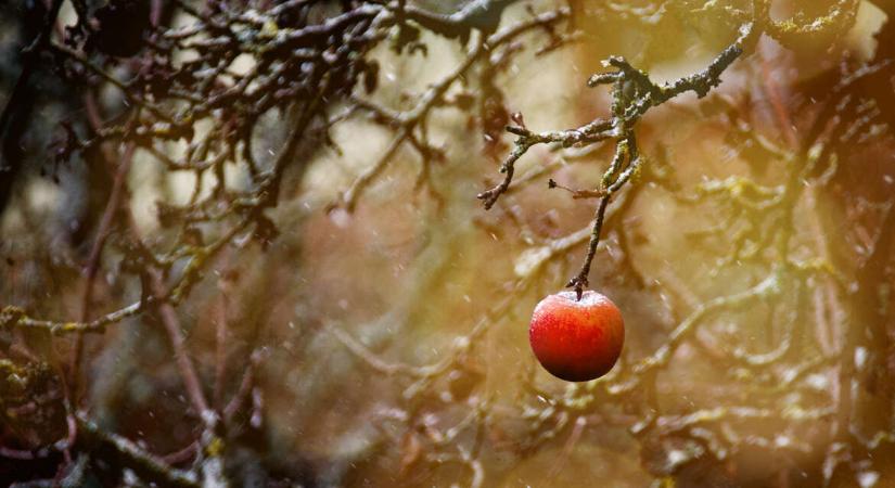 Iliás-Nagy Katalin: A kertvárosi csoda