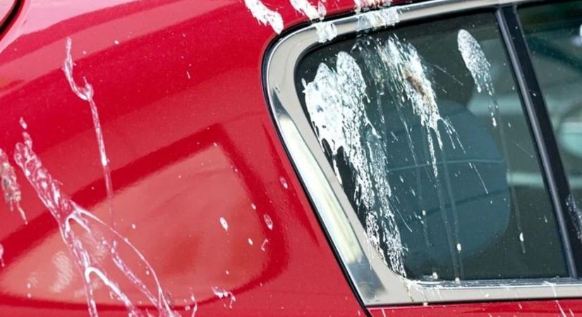 Ezekre az autókra pottyantanak a madarak leggyakrabban – vajon a tiéd is köztük van?