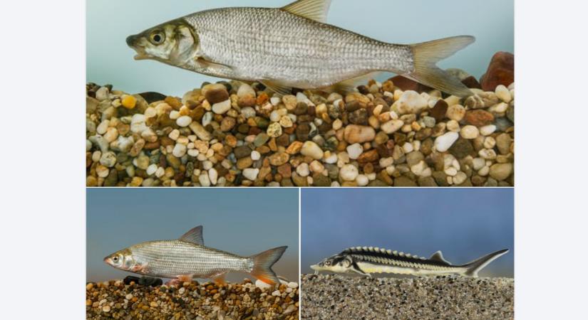 Indul a szavazás, most még te is eldöntheted: mi legyen az Év hala 2026-ban?