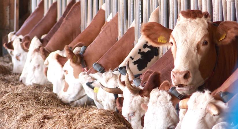 „A mezőgazdaságot Szerbiában rendszerszinten teszik tönkre”