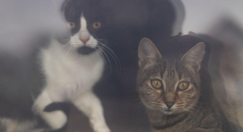 „Az állatorvos is ember!” – ügyelet hiánya sokkolja a hevesi gazdikat