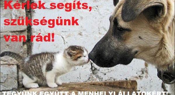 Városunkban is gyűjtik a karácsonyi adományokat a menhelyi állatok számára