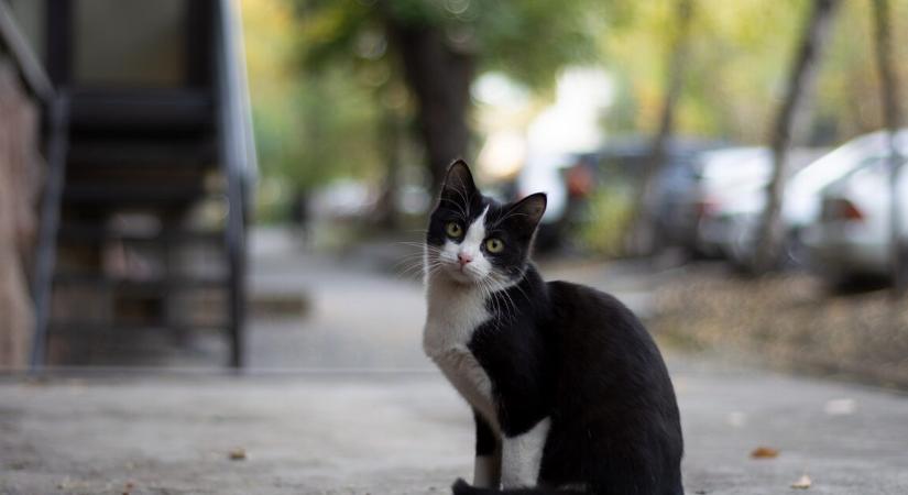 A macska, aki 5 hónapot élt túl egyedül a Sziklás-hegységben