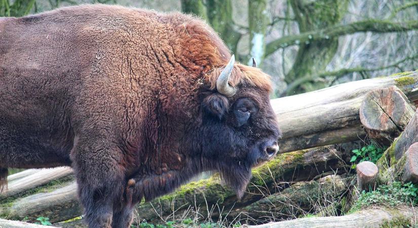 A bölény az új medve, az állatok elkezdtek bejárni a gazdaságokba, az emberek félnek este kimenni – hírek kedden