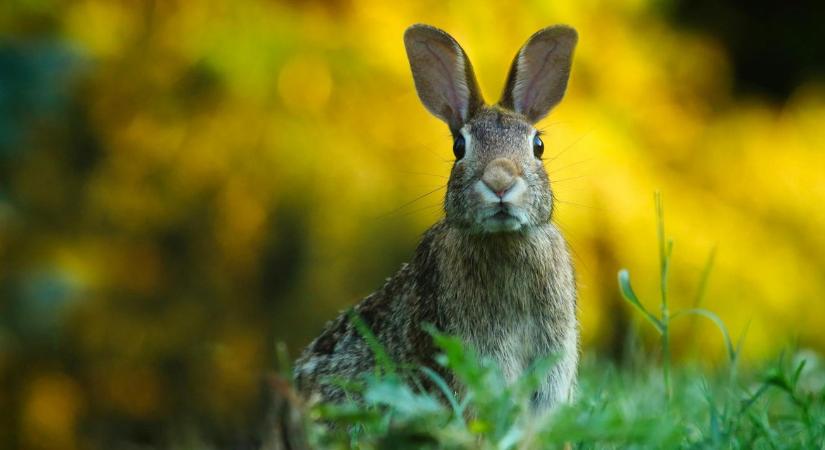 Új betegség a határban: a mezei nyúl vírusos pusztulása az agrár-ökoszisztémát is veszélyezteti