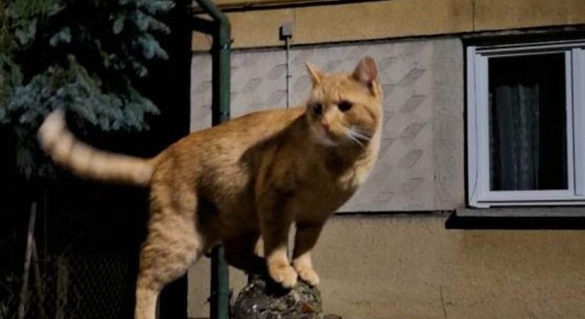 Durva cicakaland: véletlenül potyautas lett János