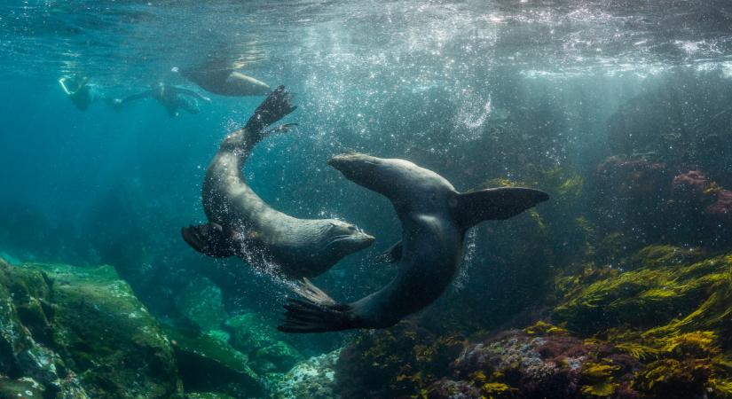 Íme, 2025 legcukibb hazai videója, ami rekordlájkokat kapott: ezért imádja mindenki Pollyt és Tobyt