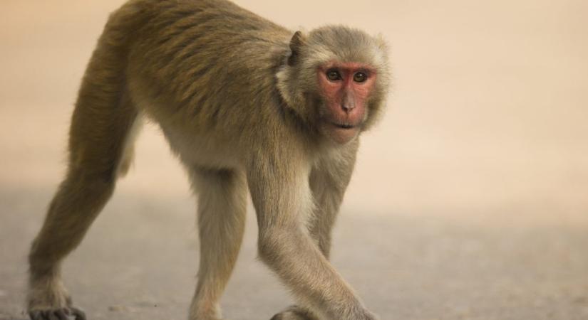 Halálra harapta a nyugdíjast a hozzá betörő majom