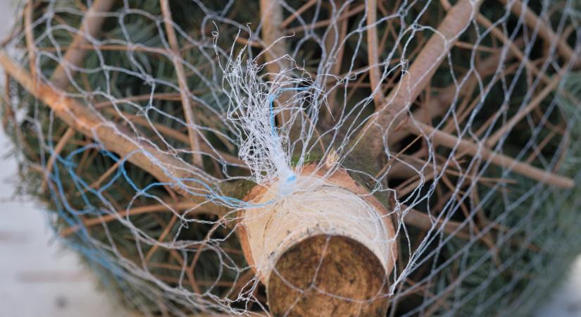 Itt a friss előrejelzés: ekkora esély van a fehér karácsonyra 2025-ben