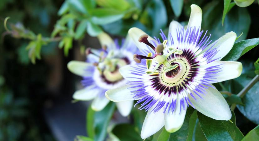 6 gyógynövény, amellyel könnyebben elalhatsz – Nem csak a levendula lehet hasznos