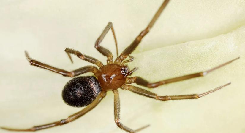 Begennyesedett egy tinédzser lába a félelmetes pók csípésétől