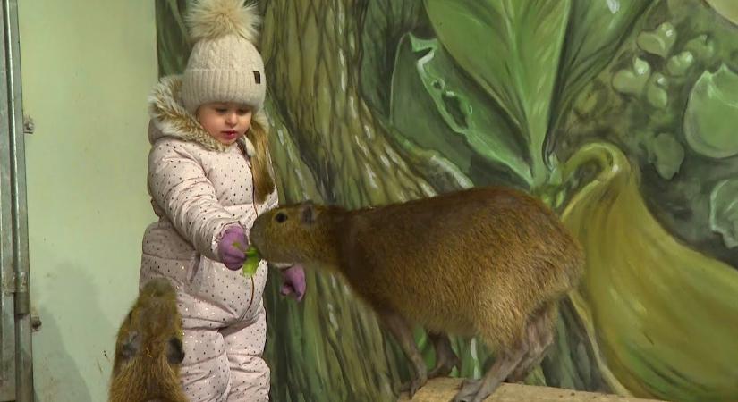 Fényes és ünnepi az év utolsó Kifutón túl magazinja