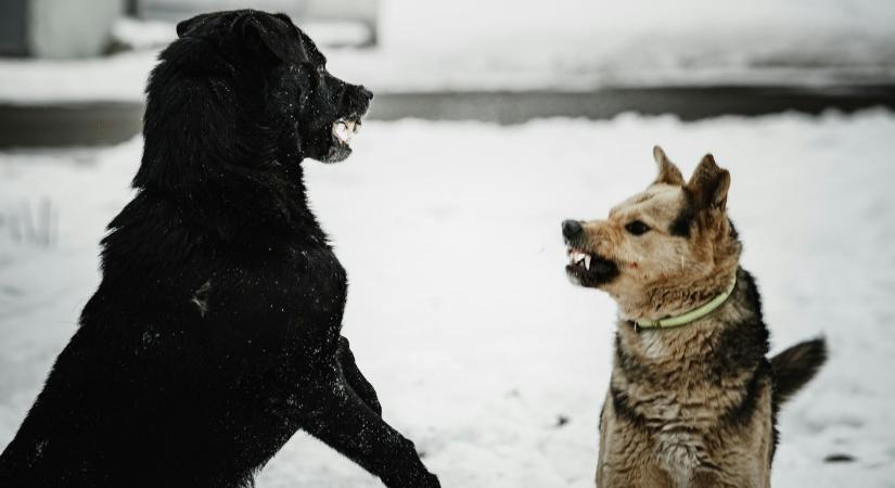 Kutyái megöltek egy idős embert, börtönbe is mehet