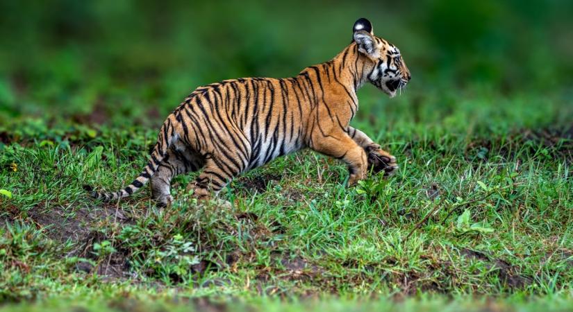 Eldőlt, hol lesz a végleges otthona a tiszafüredi kis tigrisnek