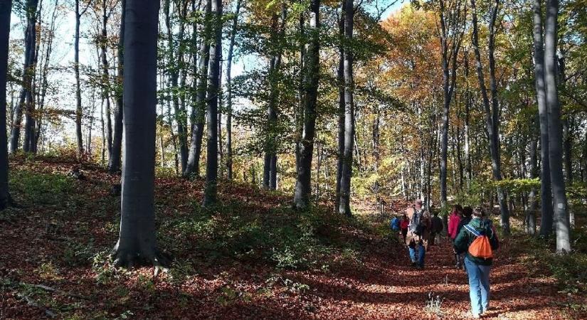 Messziről kerüld el ezt az erdőrészt Hevesben!