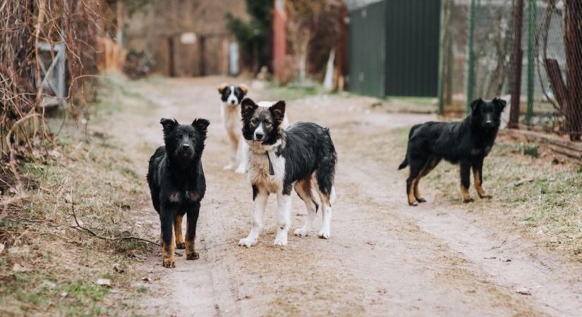 Támogatást nyertek a Heves vármegyei falvak az ivartalanítási programra
