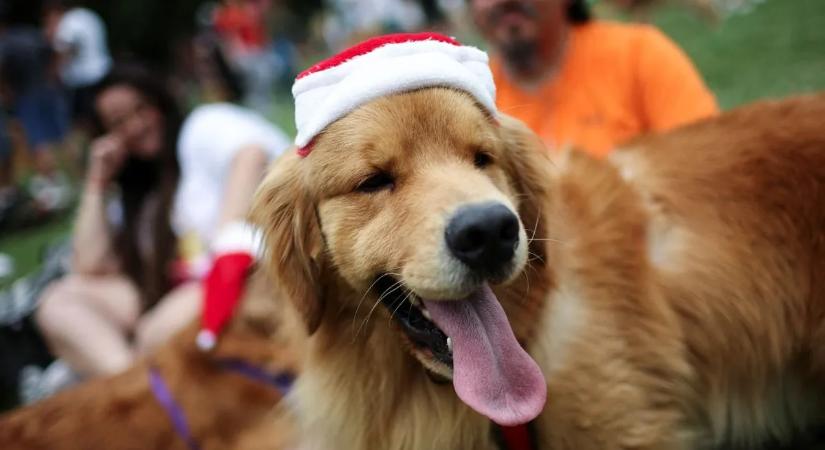 Ennyi golden retrivert még sosem láttak egy helyen, közel volt a világrekord – videó!