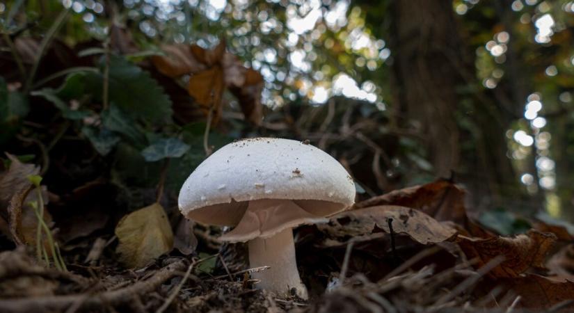 Tömeges gombamérgezés – 21 ember került kórházba, már halálos áldozat is van