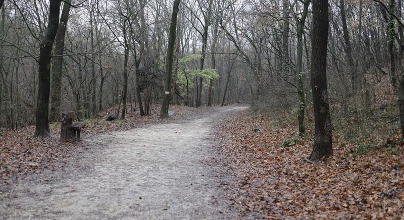 Beteg kőriseket vágnak ki a kerületkörnyéki erdőben