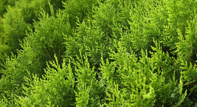 Miért kell télen is öntözni a kertben a növényeket?