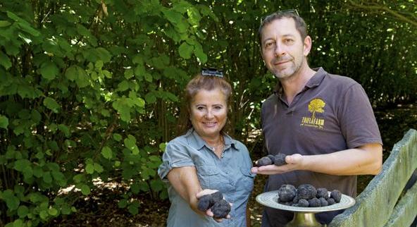 Szarvasgombára vadászni szabad! A Triflafarm sikere a föld alatt született