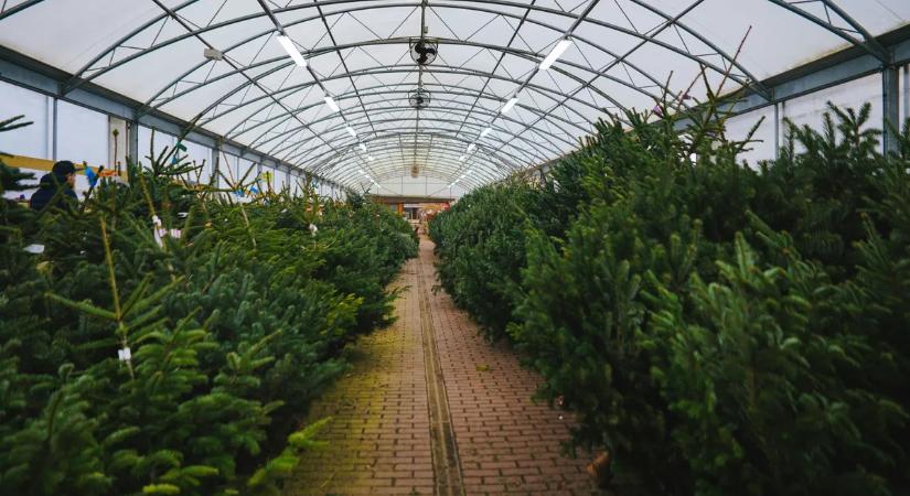 Ön is elrontja a karácsonyfa-vásárlást? Íme a 10 legfontosabb dolog, amire érdemes figyelni