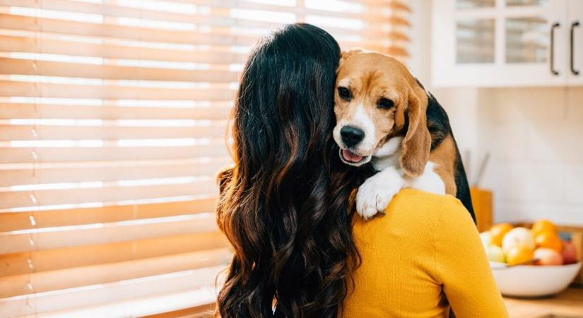 Kutyaszőr miatt robbant ki vita – baráti szívességből takarítási számla lett