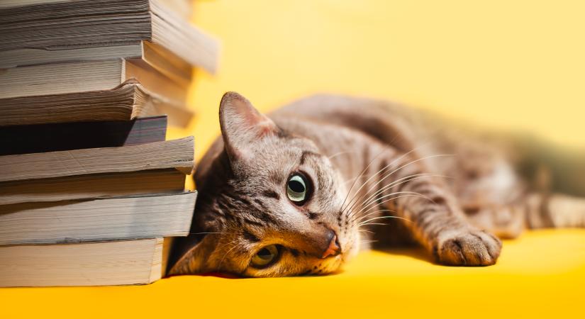 A könyvesbolt legszorgosabb dolgozója Peter, a macska – Videó