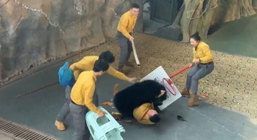 Pillanatok alatt tört ki a pánik: medve ugrott a gondozóra az állatbemutatón (videó)