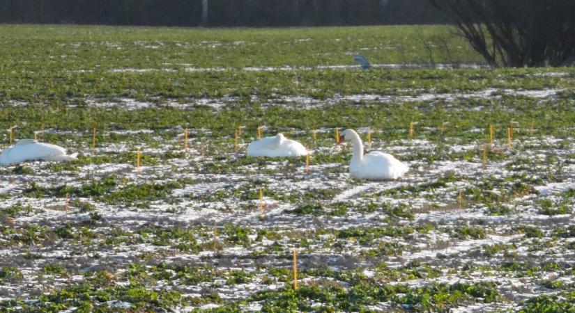 Mitől ritkul meg télen az őszi vetés? Vizes élőhelyek téli kártevői
