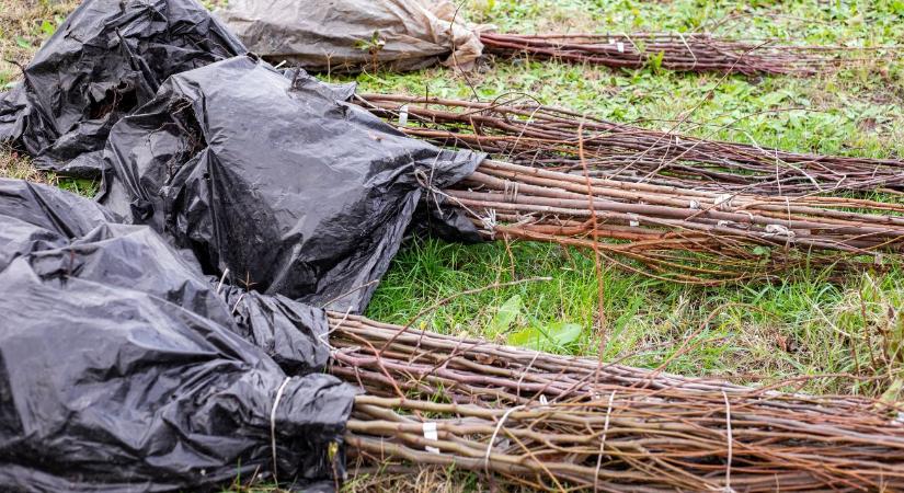 Oltványok téli pihentetése – hogyan ne száradjanak ki?