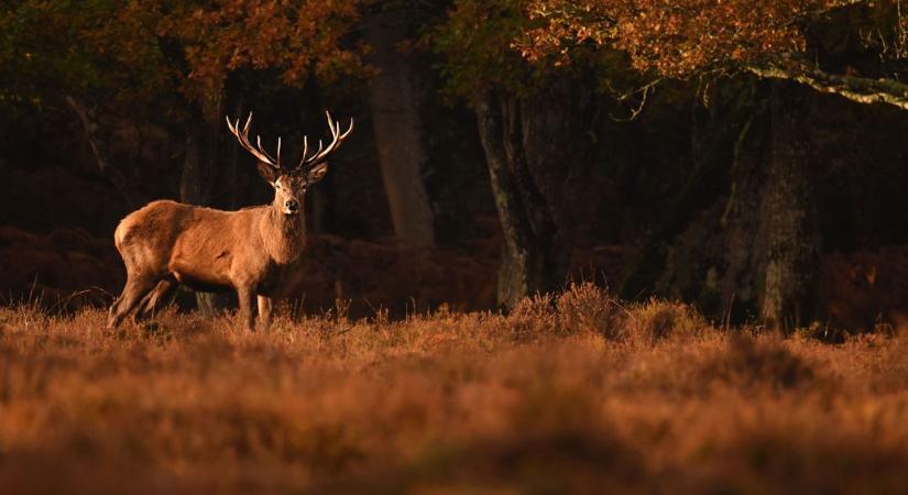 Rénszarvas-szökés okozott káoszt: kommandósok és drónok indultak utána