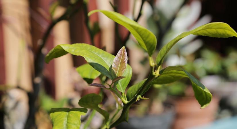 A nagy téli dilemmák: bent teleltetés vagy kinti túlélőtábor? – A növények titkos preferenciái