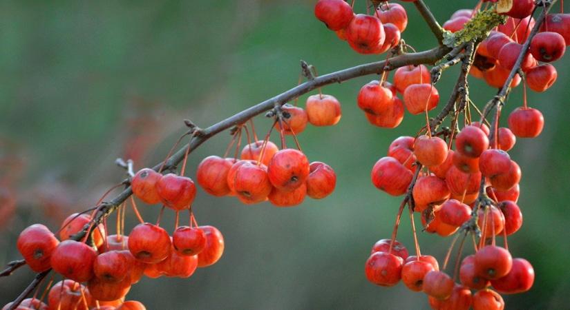 Díszalmák – a kert legszínesebb, legcsábítóbb kisfái