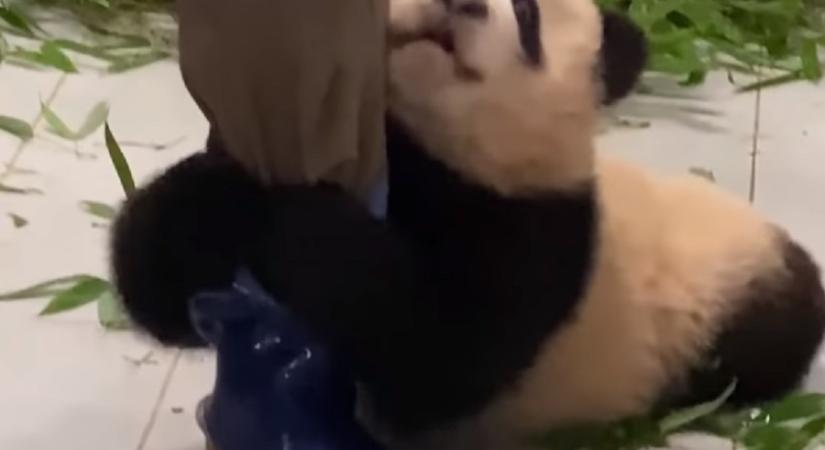 Egy ragaszkodó pandabocs kiakasztotta az internet cukiságszámlálóját