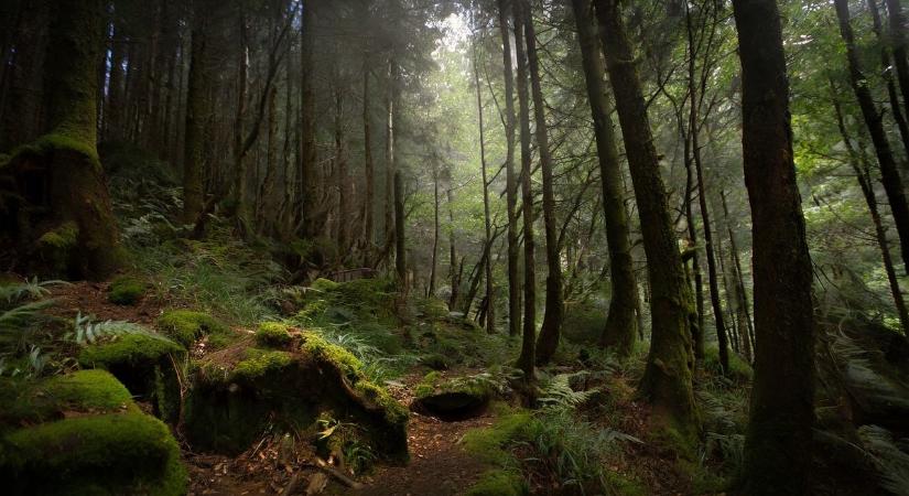 Kiderült: a növények is kommunikálnak, nem is akárhogyan