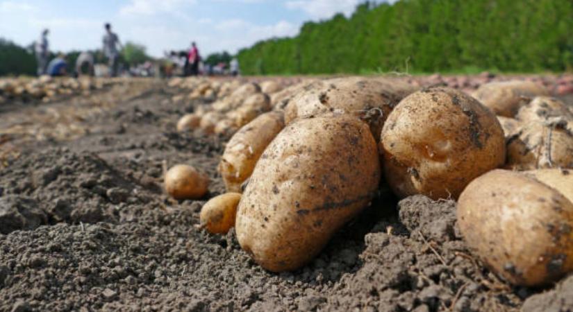 Hogy lesz idén télálló a krumpli? Így menthetjük meg