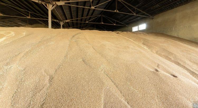 Eladatlan búzákkal fordulhatunk rá az aratásra