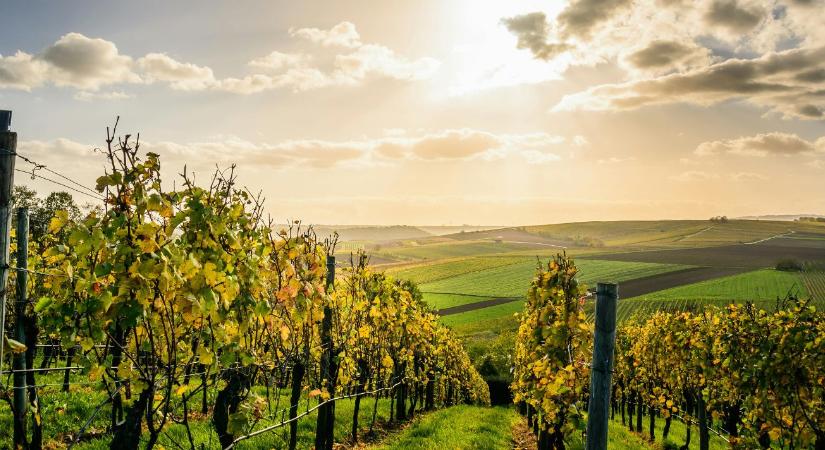 Új EU-intézkedések: erre készüljenek a szőlőtermesztők, borászok