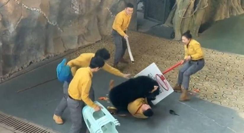 Vérfagyasztó jelenettel zárult a medveshow: rávetette magát az idomárra a vadállat – VIDEÓ