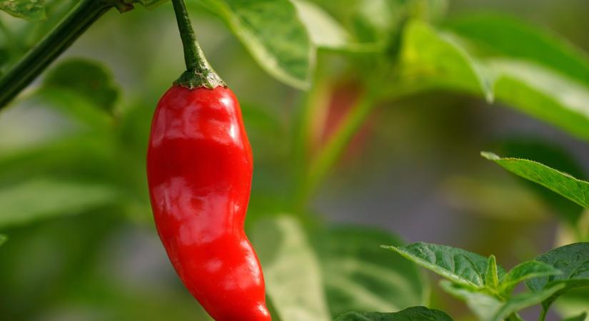 Angeli Lambert, az étkezési paprika nemesítésének úttörője