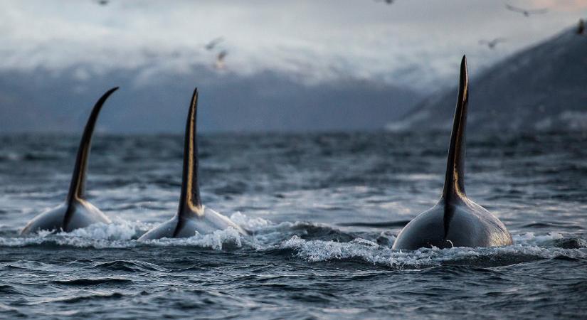 Ritka felvételen, ahogy egy delfincsapat végez fehér cápákkal