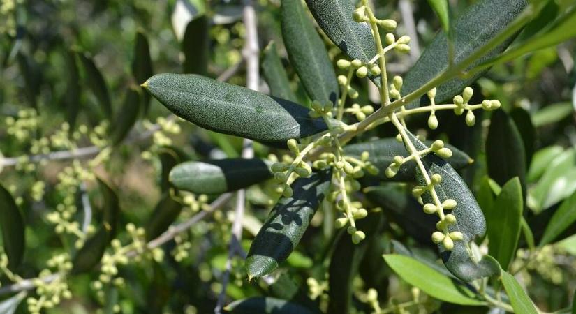 Nem akármi termett egy váratlan termőhelyen, az íze is fantasztikus