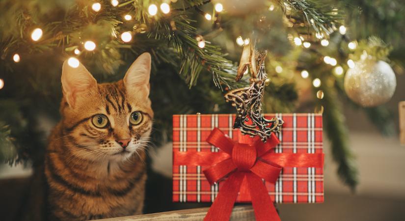 Ezeket feltétlenül szerezd be karácsony előtt macskád biztonsága érdekében