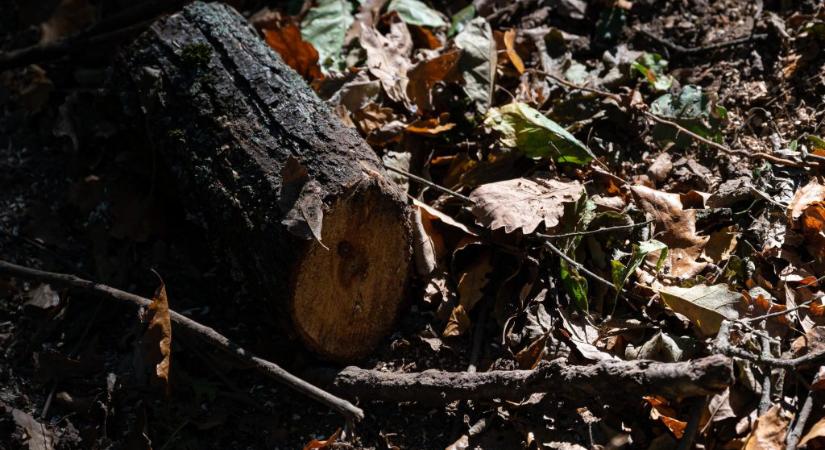 Megjelentek a tűzifacsalók, figyelmeztet a Nébih