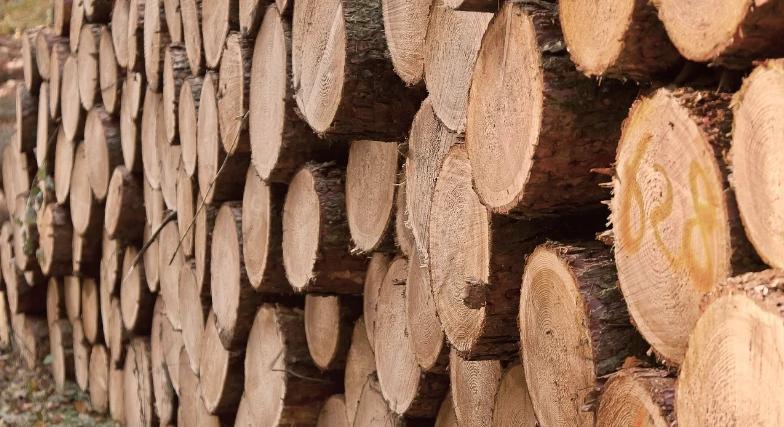 Ismét megjelentek a tűzifacsalók