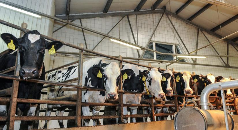 Újabb jelentős segítséget nyújt a kormány a tejágazat szereplőinek